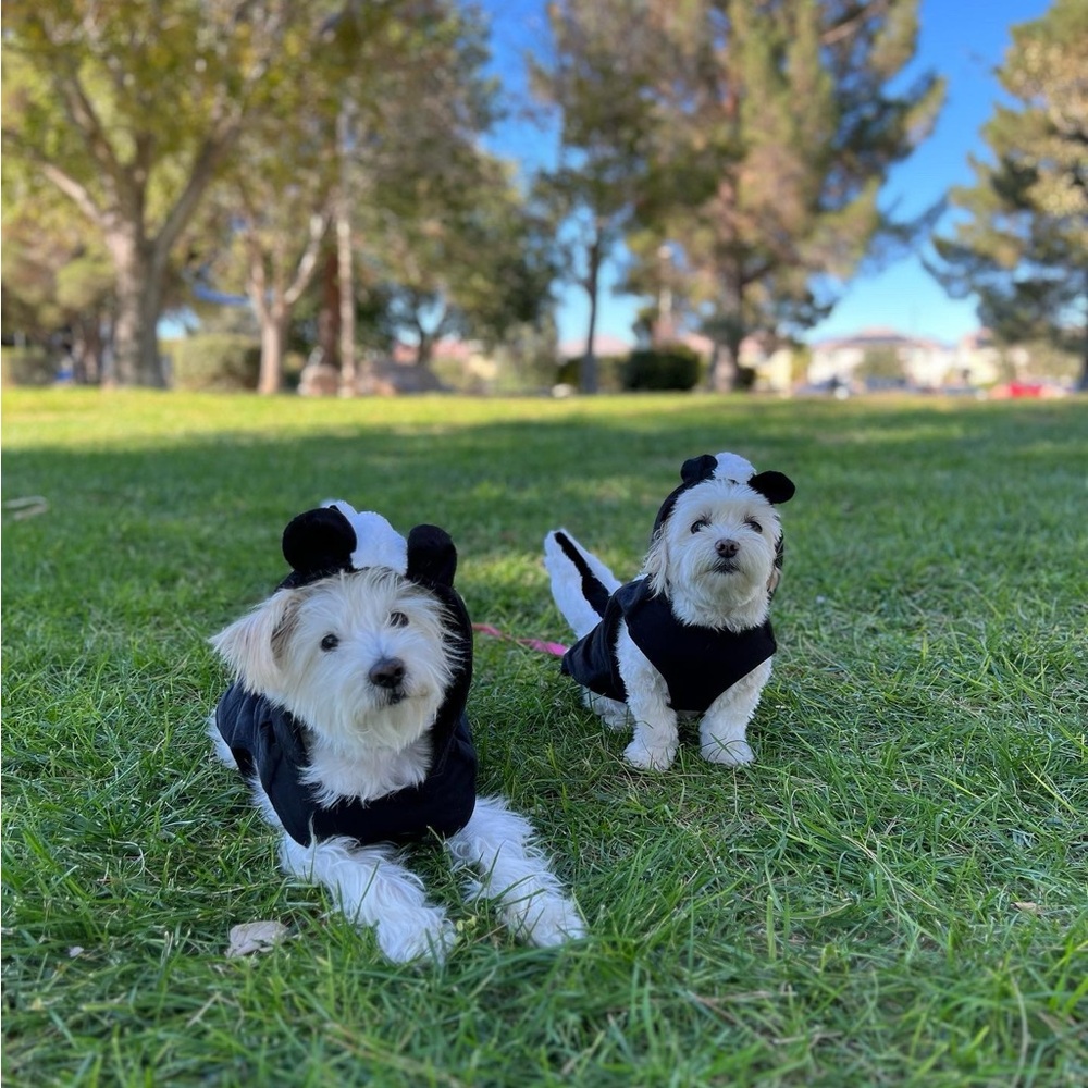 Little Stinker Costume - Skunk Dog Costume- size small